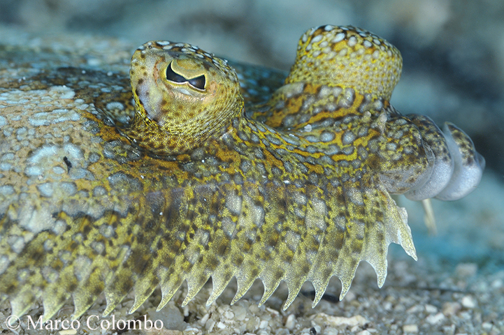 You are currently viewing Wide-eyed flounder