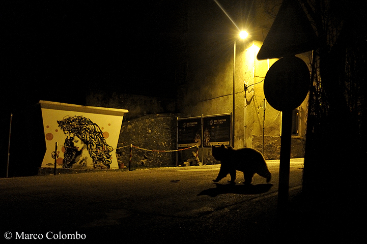 You are currently viewing Marsican brown bear