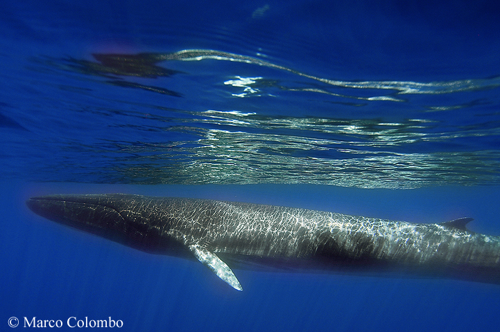 You are currently viewing Fin whale