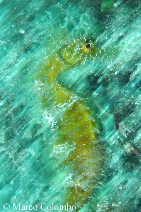 Read more about the article Long-snouted seahorse