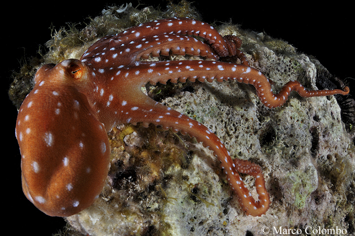 You are currently viewing White-spotted octopus