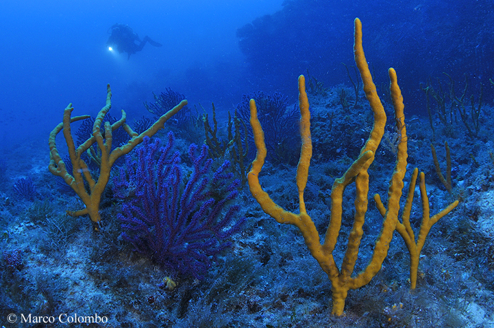 Read more about the article Antlers sponges