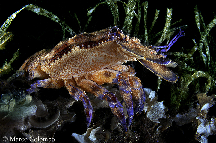 You are currently viewing Mediterranean slipper lobster