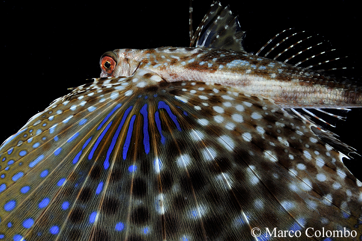 Read more about the article Flying gurnard