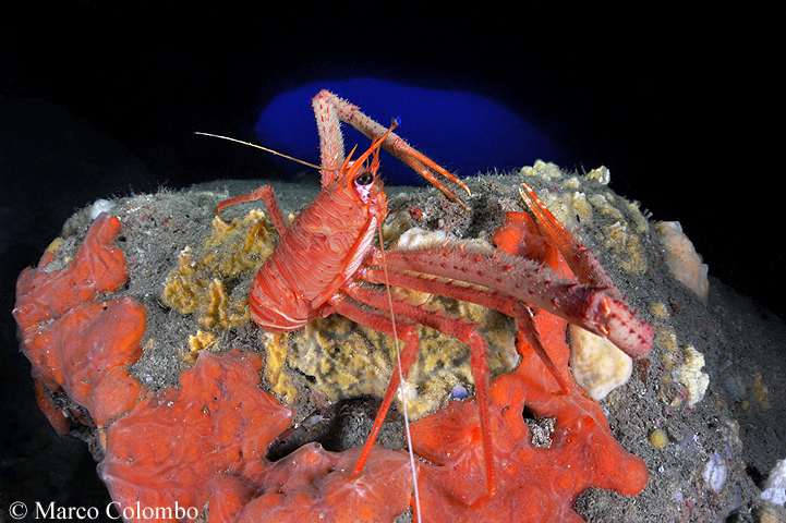 You are currently viewing Squat lobster