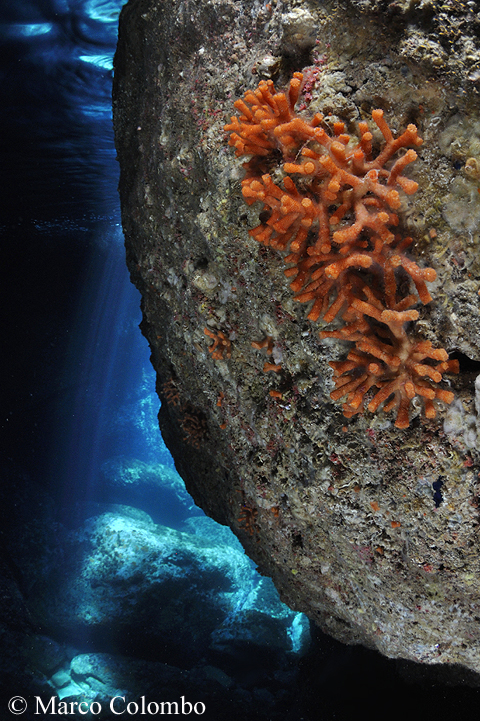 You are currently viewing False red coral