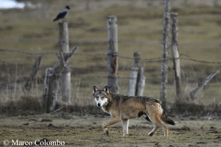 You are currently viewing Italian wolf hybrid