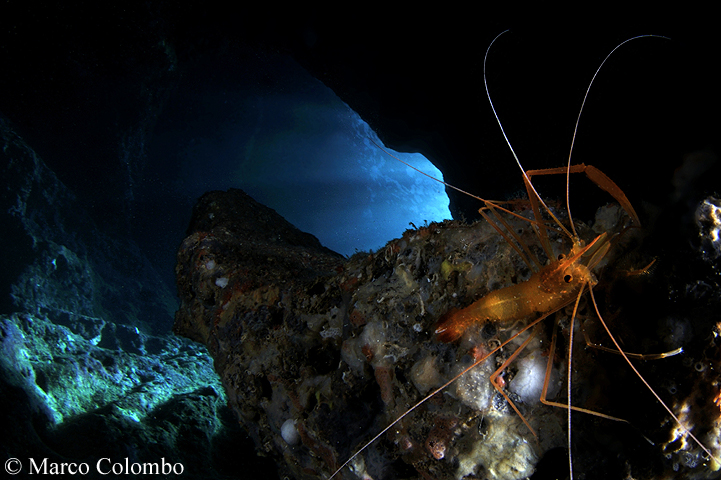 Read more about the article Boxer shrimp