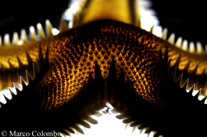 You are currently viewing Comb seastar