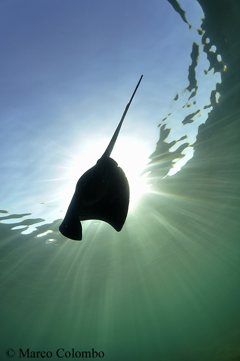 Read more about the article Pelagic stingray