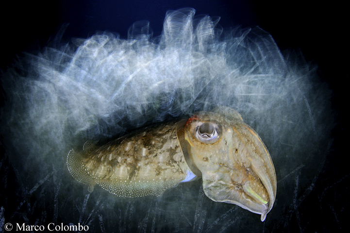 You are currently viewing Cuttlefish