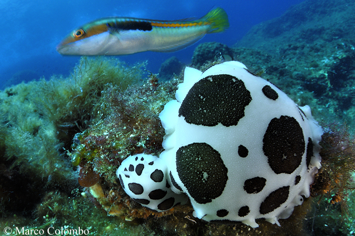 Read more about the article Dotted sea-slug