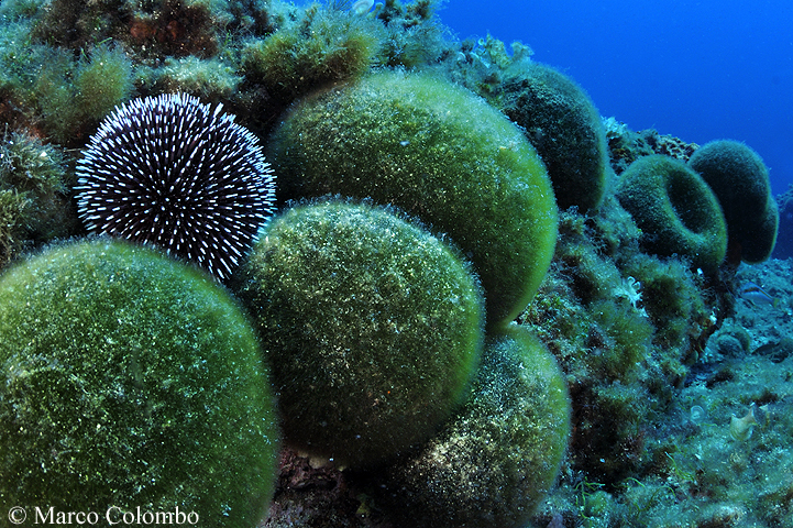 You are currently viewing Purple sea urchin