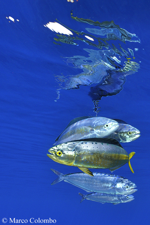 Read more about the article Dolphinfish