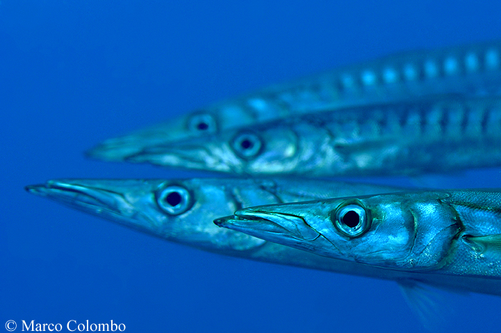 Al momento stai visualizzando Barracuda mediterranei