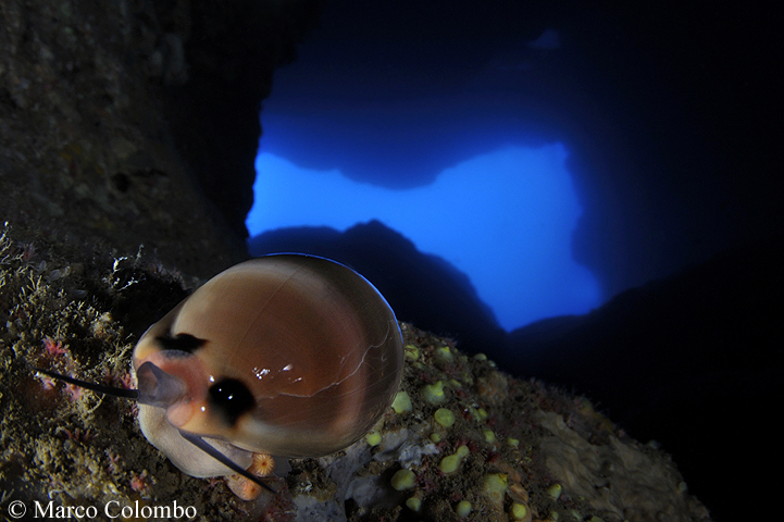 Read more about the article Cowrie