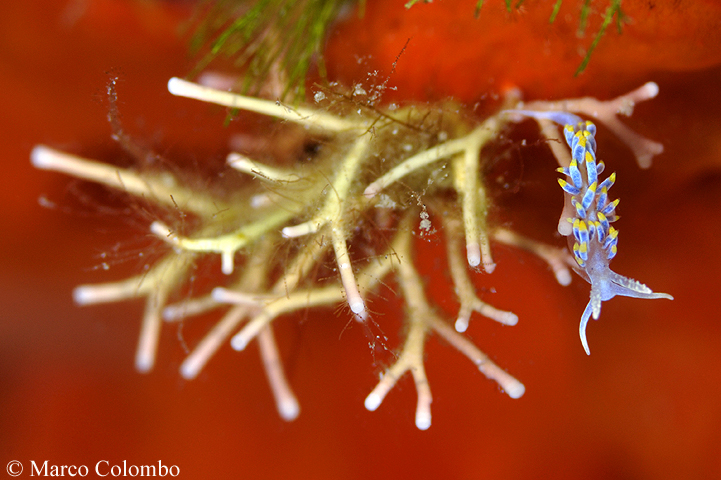 You are currently viewing Berghia nudibranch