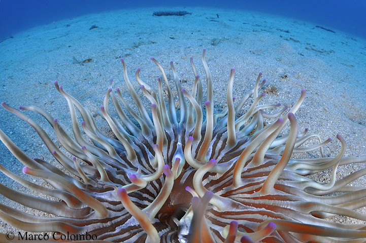 Al momento stai visualizzando Anemone dorato