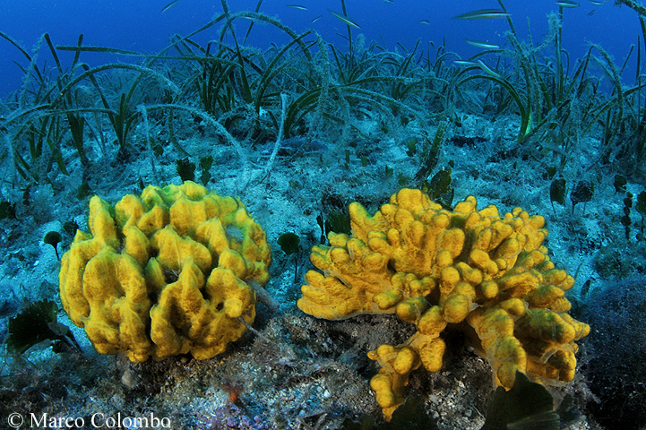 You are currently viewing Yellow sponges