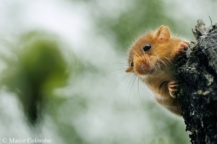 You are currently viewing Hazel dormouse