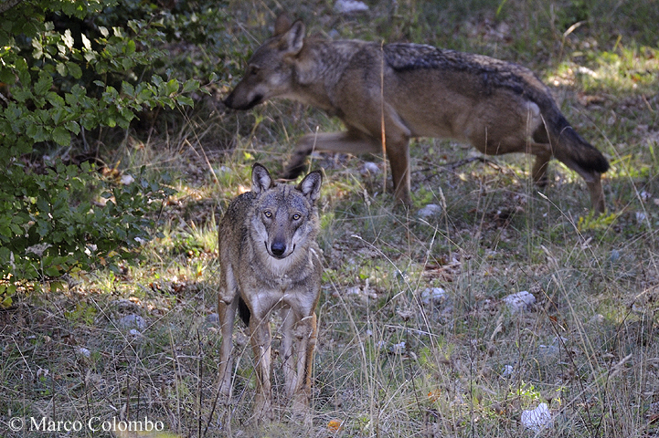 You are currently viewing Italian wolves