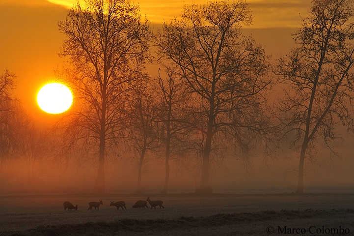 Read more about the article Roe deer