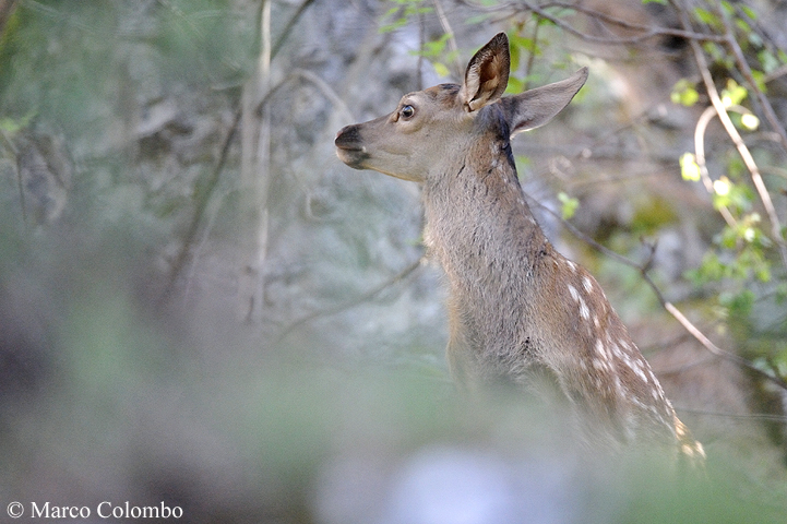 You are currently viewing Red deer