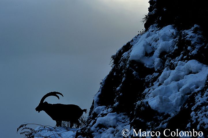 Read more about the article Alpine ibex