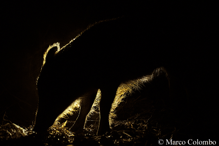 Al momento stai visualizzando Cinghiale