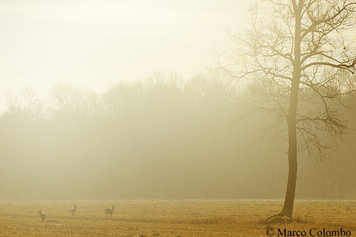 Read more about the article Roe deer