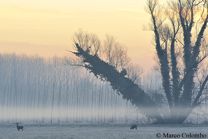 Read more about the article Roe deer