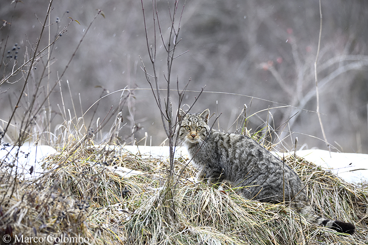 Al momento stai visualizzando Gatto selvatico