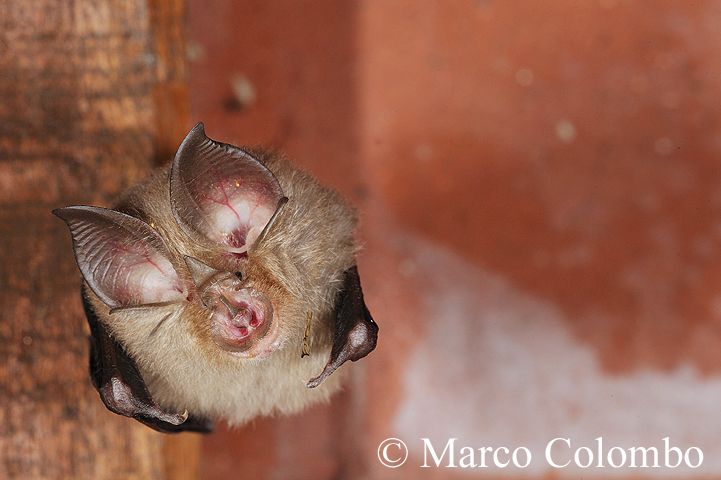 Read more about the article Lesser horseshoe bat