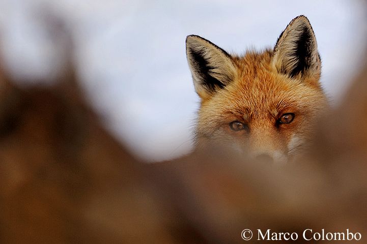 Scopri di più sull'articolo Volpe rossa