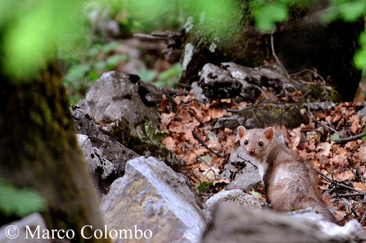 Read more about the article Beech marten