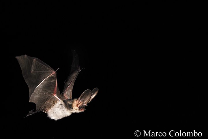 Read more about the article Alpine long-eared bat