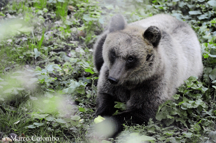 Al momento stai visualizzando Orso marsicano