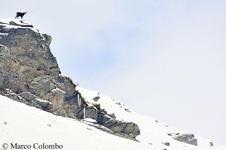 Al momento stai visualizzando Camoscio alpino