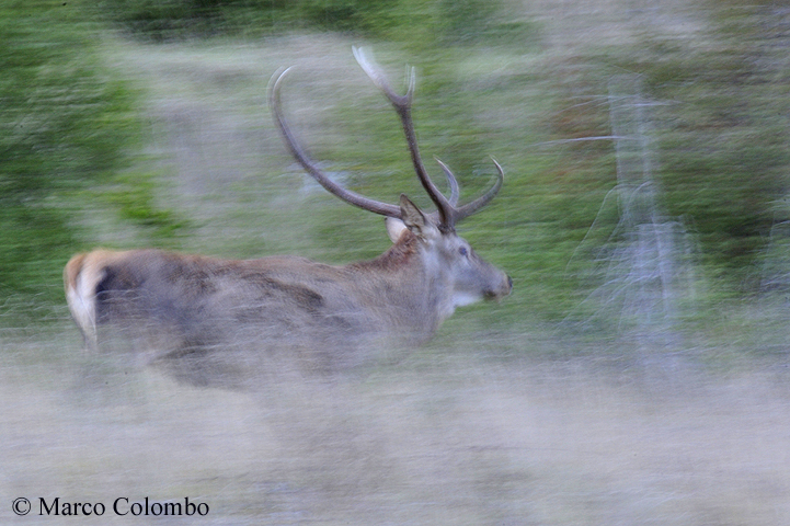 You are currently viewing Red deer