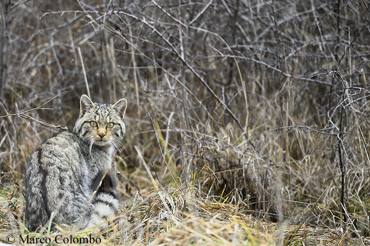 Scopri di più sull'articolo Gatto selvatico