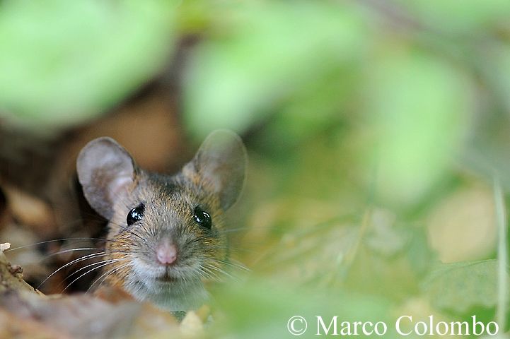 Read more about the article Yellow-necked mouse