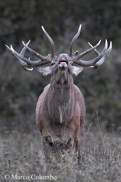 You are currently viewing Red deer