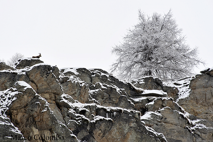 Read more about the article Alpine ibex