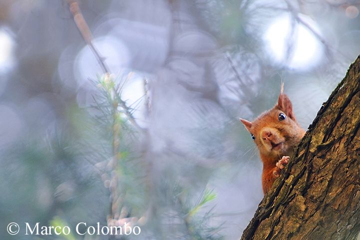 Read more about the article Red squirrel