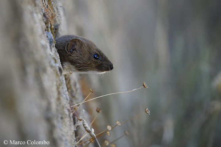 Read more about the article Sardinian weasel