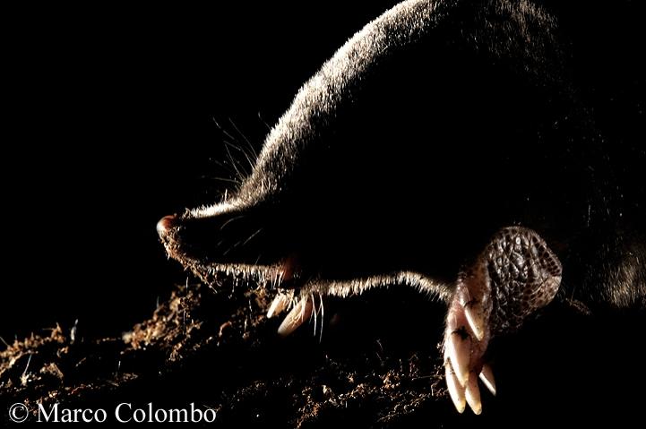 Read more about the article European mole