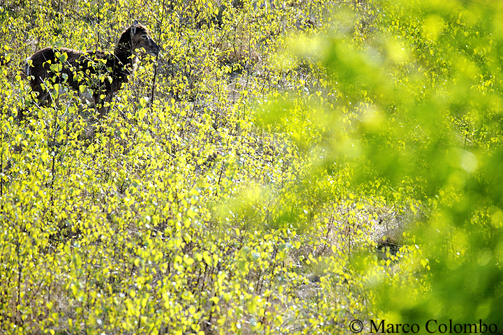 Read more about the article Mouflon