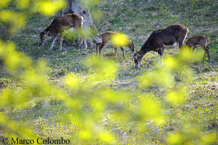 You are currently viewing Mouflons