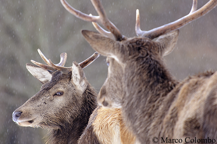 You are currently viewing Red deer