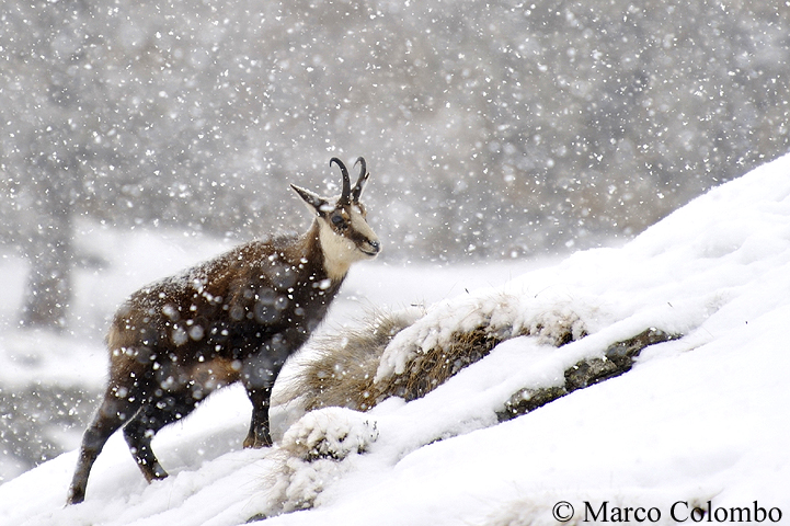 You are currently viewing Alpine chamois